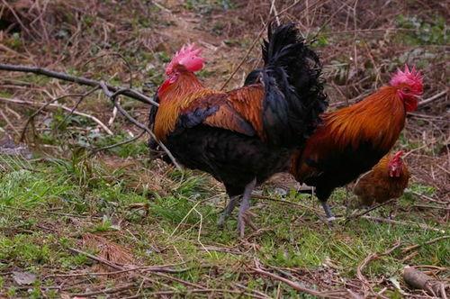 福清鸡哥爆料视频大全集,揭秘背后真相与精彩瞬间 第3张 福清鸡哥爆料视频大全集,揭秘背后真相与精彩瞬间 第3张