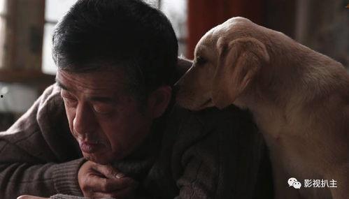 忠爱无言 在线观看,感人至深的动物情感故事